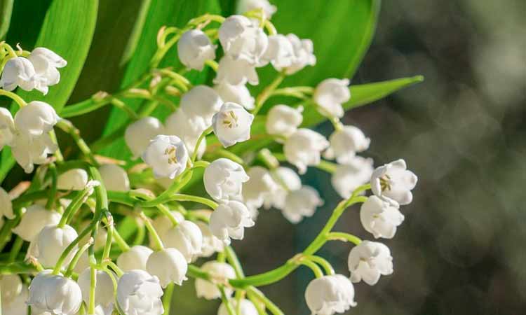 Bunga Lily of the Valley